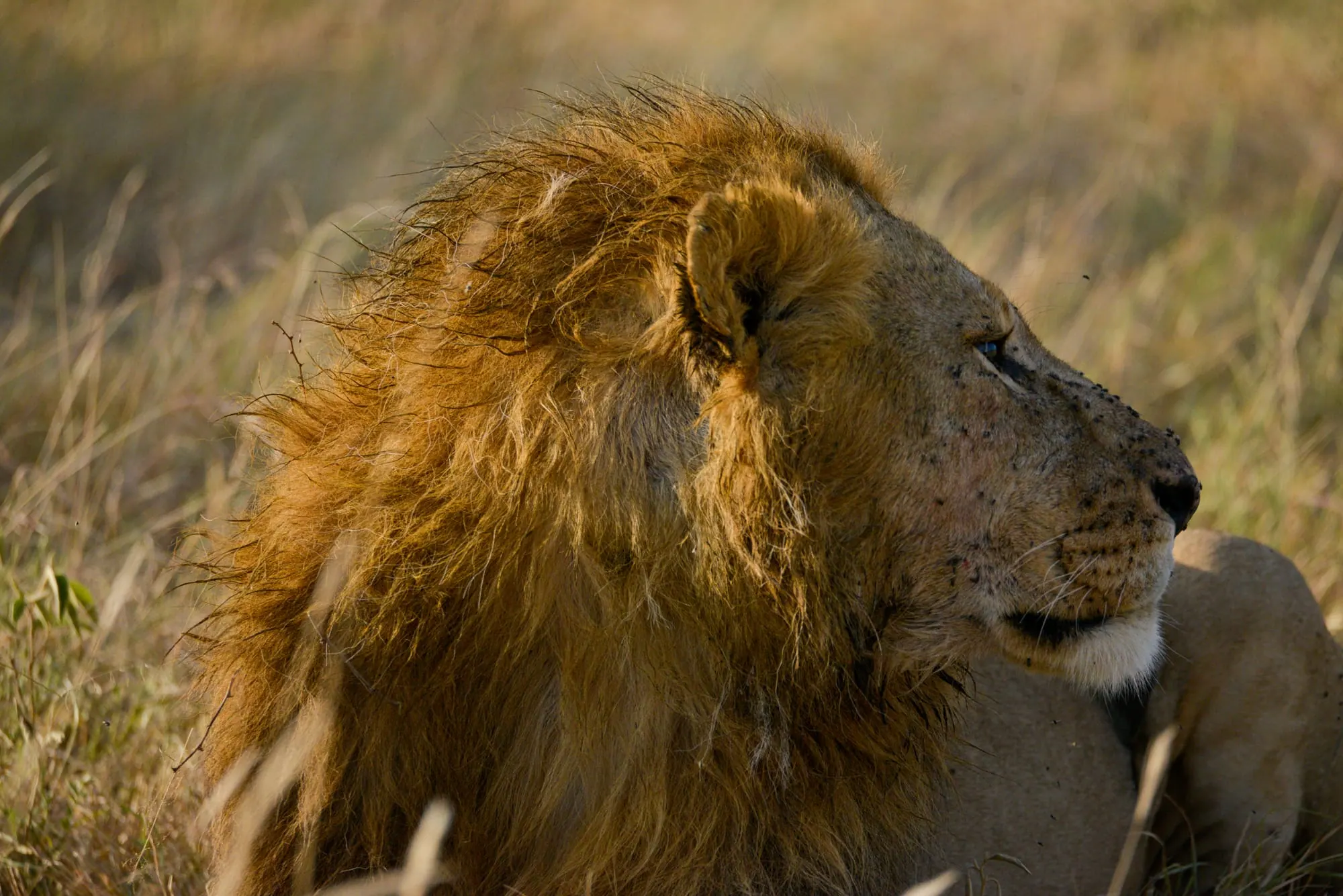 Close portrait of a male lion with a full mane